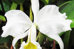White Orchid e